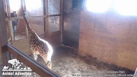 April The Giraffe Cam Animal Adventure Park Youtube