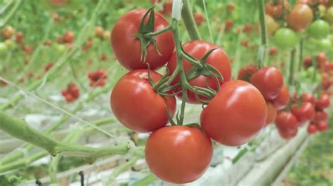 Naturefresh Farms Launches Ontariored Tomato Program