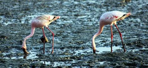 What Do Flamingos Eat All About Flamingo Food Habits And Facts