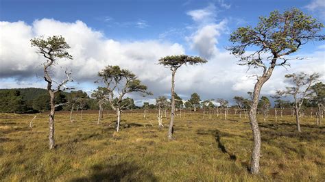 Bog Woodland In The Caledonian Forest Trees For Life