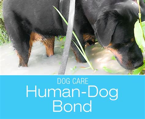 Improving The Human Dog Bond The Secret To A Better Relationship