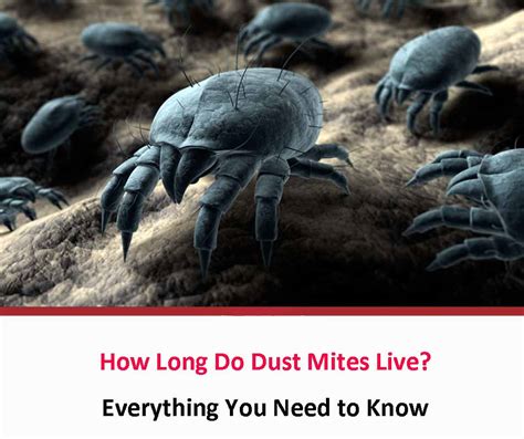How Long Do Dust Mites Live All About Dust Mites