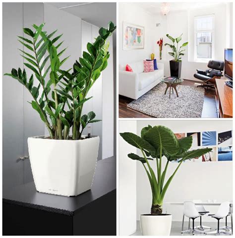 The world would be a better place if we just let the plants take over. Decorating with indoor plants