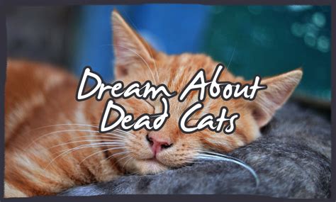 Dream About Dead Cats Hidden Spiritual Meaning Dreams Demystified