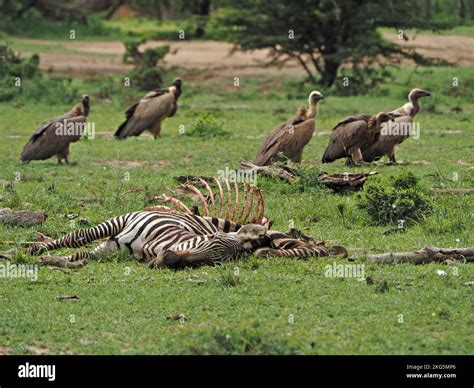 Grounded African White Backed Vulture Gyps Africanus In Stand Off At