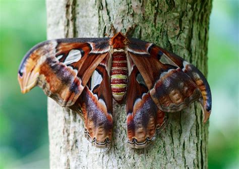 Rêve de papillon Shandara net