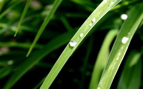 Wallpaper Nature Plants Water Drops Insect Green Dew Leaf