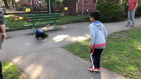Check spelling or type a new query. Peacock opening feathers - captured every moment of it ...