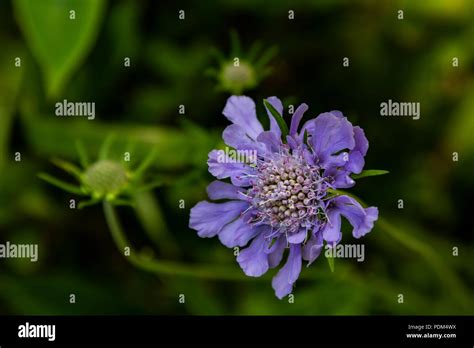 Scabiosa Comosa Hi Res Stock Photography And Images Alamy