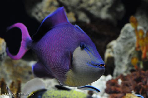 Red Toothed Trigger Fish The Redtoothed Triggerfish Is A D Flickr