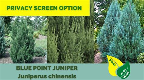 Blue Point Juniper Juniperus Chinensis Evergreen Conifer Youtube