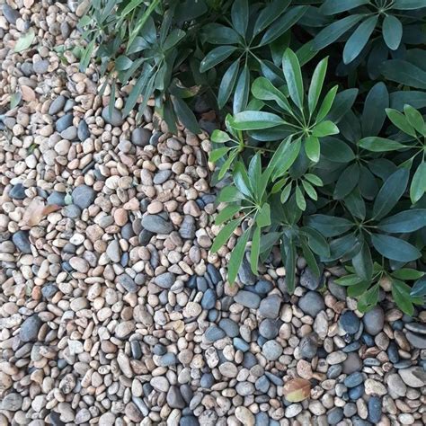 Gorgeous Mixed Color Pea Gravel This Wash River Rock Looks Great In