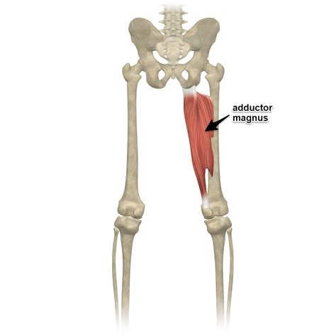 Sit Bone Pain Has More Than One Cause Updated 2017 Yoga Anatomy Hip