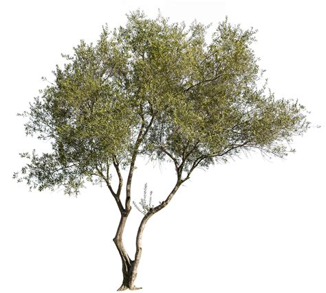 Cutted Tree Png
