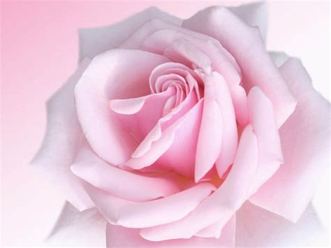 46 Pink Rose Desktop Wallpaper Wallpapersafari