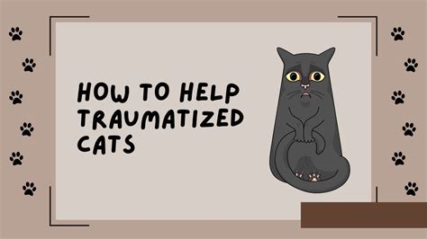 Understanding And How To Help Traumatized Cats Youtube