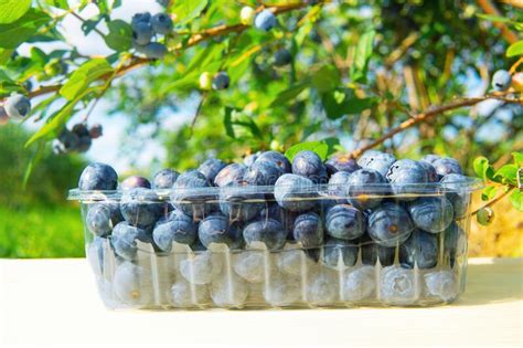 Clear Container With Fresh Blueberries Under A Bush Stock Photo Image