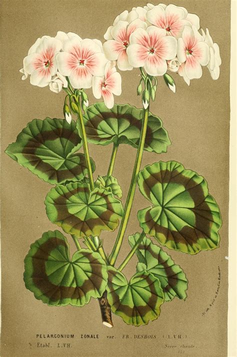 What Do You Know About Geraniums Flower Illustration Flower Art