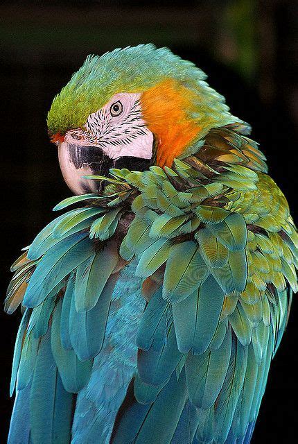 Perroquets Nature Birds Nature Animals Animals And Pets Pretty