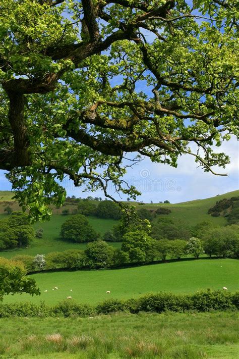 Springtime Meadows Overhead Branches Of An Oak Tree In Spring With