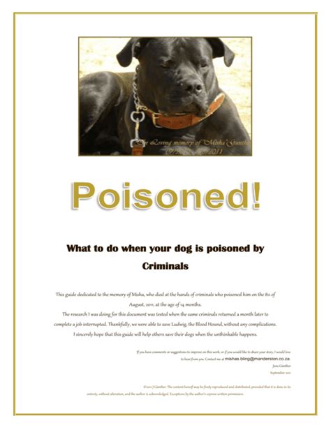 What To Do When Your Dog Is Poisoned By