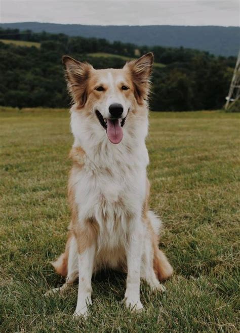 Pin On Old Time Scotch Colliesfarm Collies