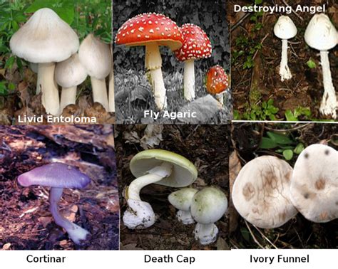 Toxic Mushrooms In Australia Perth Fungi Collective