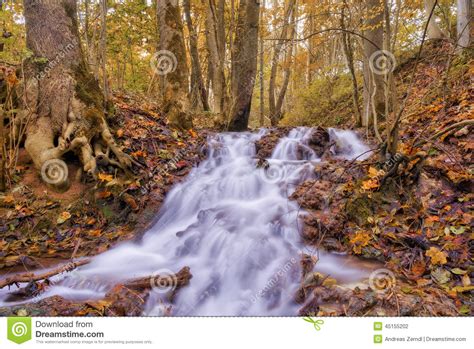 Enchanted Autumn Forrest Stock Photo Image Of Cool Beautiful 45155202