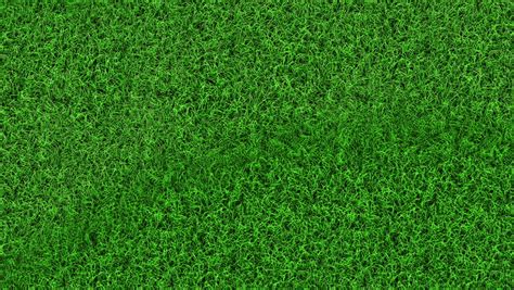 Summer Green Grass Top View Stock Footage Video 100 Royalty Free