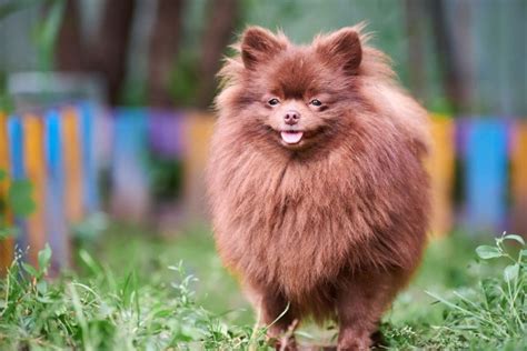 What Is A Chocolate Pomeranian Brown Pom Info All About Poms