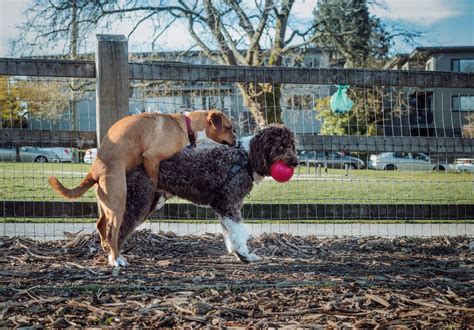 Why Do Female Dogs Hump 9 Reasons And Tips From Experts