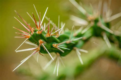 How To Remove Cactus Needles Sublime Succulents