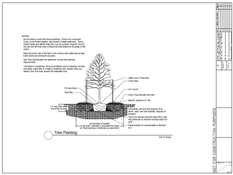 Design Guidelines For Tree Quality And Planting Tree Trenches And