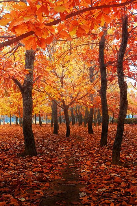 162 Best Autumn In Photoland Images On Pinterest Autumn Leaves Fall