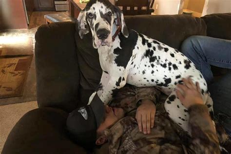 Great Dane Ringing Doorbell Will Put A Smile On Your Face