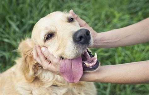 Petting A Dog On A Regular Basis Can ‘significantly Reduce Anxiety And