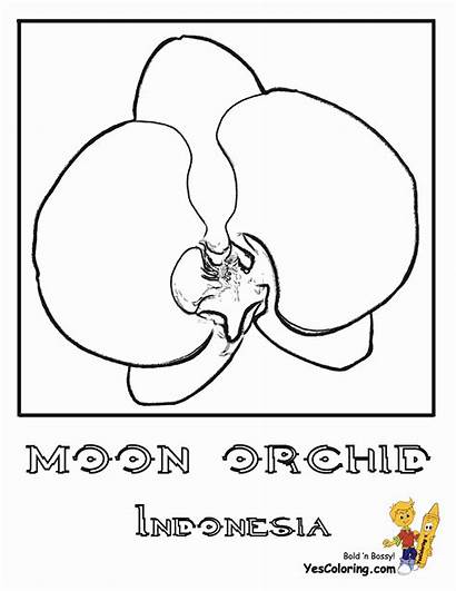 Coloring Orchid Pages Moon Flower Boys Indonesia