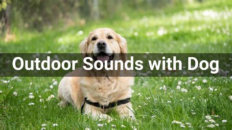 Puppy sounds for your entertainment with easy to use interface. Outdoor Sounds with Dog • Ambiences • Sounds Effects (No Copyright Sounds) - YouTube