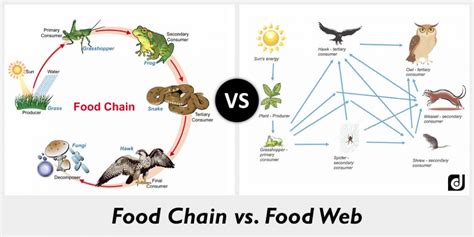 What Is The Difference Between A Food Web And A Food Chain Socratic