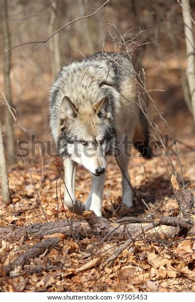 North American Gray Wolf Stock Photo 97505453 Shutterstock