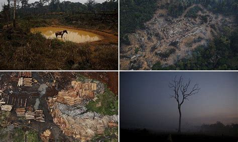 Images Show Destruction Of Brazils Amazon Rainforest Amazon Forest