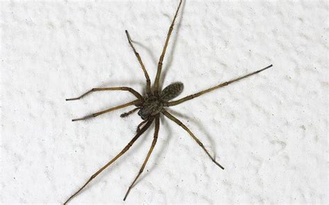 Blog Why House Spiders Are Common Winter Pests
