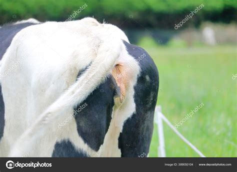 Back End View Dairy Cow S Vulva Entrance Her Vagina Stock Photo By