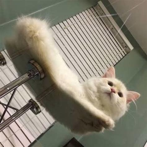 Cats Smooshed On Glass Tables Will Bring You Instant Happiness Cuteness