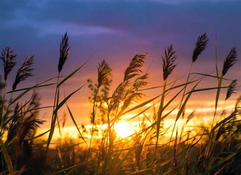 Reed At Sunset Stock Image Image Of Grass Closeup Field 52178293