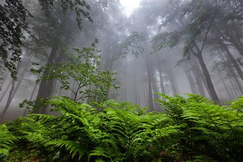 In The Murky Wood Photograph By Evgeni Dinev