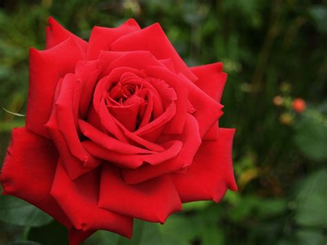 Free Photo Flower Rose Red Rose Red Flower Free Image On Pixabay