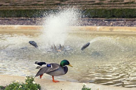 Mallard Refreshing Itself Close To The Reservoir Stock Image Image Of