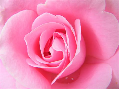 Ethereal Pink Rose Fully Open Photograph By Mary Sedivy