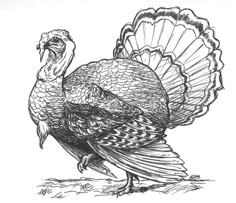 Tom turkey pencil drawing | Turkey drawing, Thanksgiving drawings, Bird